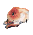 ポメラニアンのぽんちゃん（個別スタンプ：19）