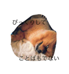 ポメラニアンのぽんちゃん（個別スタンプ：22）