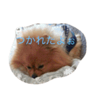 ポメラニアンのぽんちゃん（個別スタンプ：27）