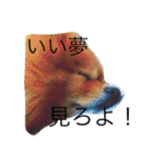 ポメラニアンのぽんちゃん（個別スタンプ：32）
