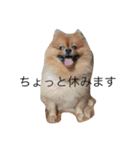 ポメラニアンのぽんちゃん（個別スタンプ：36）