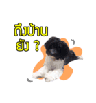 Hong Thong（個別スタンプ：2）