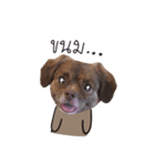 Chocolate is a funny dog v.2（個別スタンプ：1）