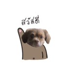 Chocolate is a funny dog v.2（個別スタンプ：2）