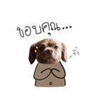 Chocolate is a funny dog v.2（個別スタンプ：3）