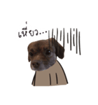 Chocolate is a funny dog v.2（個別スタンプ：6）