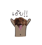 Chocolate is a funny dog v.2（個別スタンプ：13）