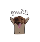 Chocolate is a funny dog v.2（個別スタンプ：14）