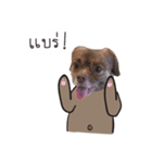 Chocolate is a funny dog v.2（個別スタンプ：17）