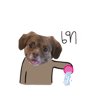 Chocolate is a funny dog v.2（個別スタンプ：22）