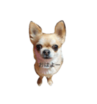 chiwawa noa 2（個別スタンプ：1）