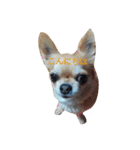 chiwawa noa 2（個別スタンプ：2）
