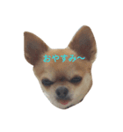 chiwawa noa 2（個別スタンプ：4）