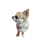chiwawa noa 2（個別スタンプ：6）