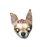 chiwawa noa 2（個別スタンプ：10）