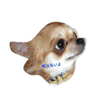 chiwawa noa 2（個別スタンプ：11）