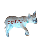 chiwawa noa 2（個別スタンプ：14）