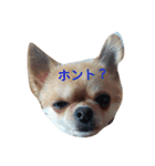 chiwawa noa 2（個別スタンプ：15）