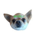 chiwawa noa 2（個別スタンプ：17）