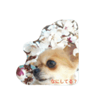 chiwawa noa 2（個別スタンプ：18）
