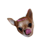 chiwawa noa 2（個別スタンプ：19）