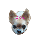 chiwawa noa 2（個別スタンプ：24）
