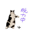 fu ＆ an . 2（個別スタンプ：15）