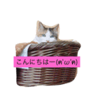 車屋さん集合☆（個別スタンプ：9）