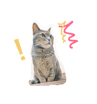 ねこ  ＆    うさぎ（個別スタンプ：5）
