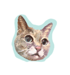 ねこ  ＆    うさぎ（個別スタンプ：7）