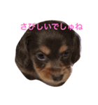 おこたんまん（個別スタンプ：1）