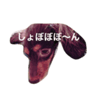 おこたんまん（個別スタンプ：4）