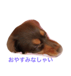 おこたんまん（個別スタンプ：6）