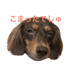 おこたんまん（個別スタンプ：7）