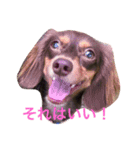 おこたんまん（個別スタンプ：9）