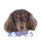 おこたんまん（個別スタンプ：11）