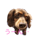 おこたんまん（個別スタンプ：13）
