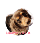 おこたんまん（個別スタンプ：14）