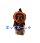 おこたんまん（個別スタンプ：16）
