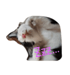 子猫のジジちゃん+（個別スタンプ：2）