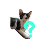 子猫のジジちゃん+（個別スタンプ：7）