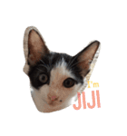 子猫のジジちゃん+（個別スタンプ：9）