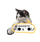 子猫のジジちゃん+（個別スタンプ：10）