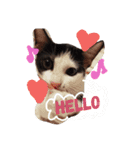 子猫のジジちゃん+（個別スタンプ：11）
