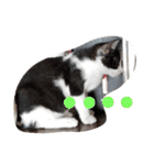 子猫のジジちゃん+（個別スタンプ：12）