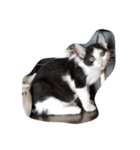 子猫のジジちゃん+（個別スタンプ：13）