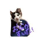 子猫のジジちゃん+（個別スタンプ：14）