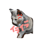 子猫のジジちゃん+（個別スタンプ：16）