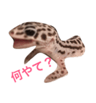 こひろスタンプ 1（個別スタンプ：1）