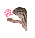 こひろスタンプ 1（個別スタンプ：7）